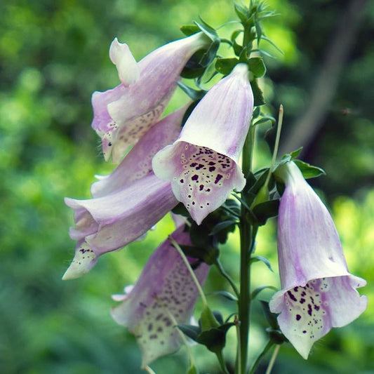 Digitalis purpurea - Camelot Lavender Foxglove