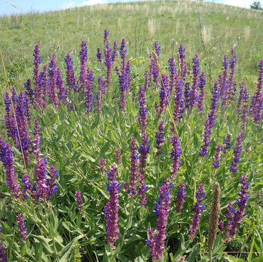 Salvia nemorosa - Blue Bouquetta Meadow Sage