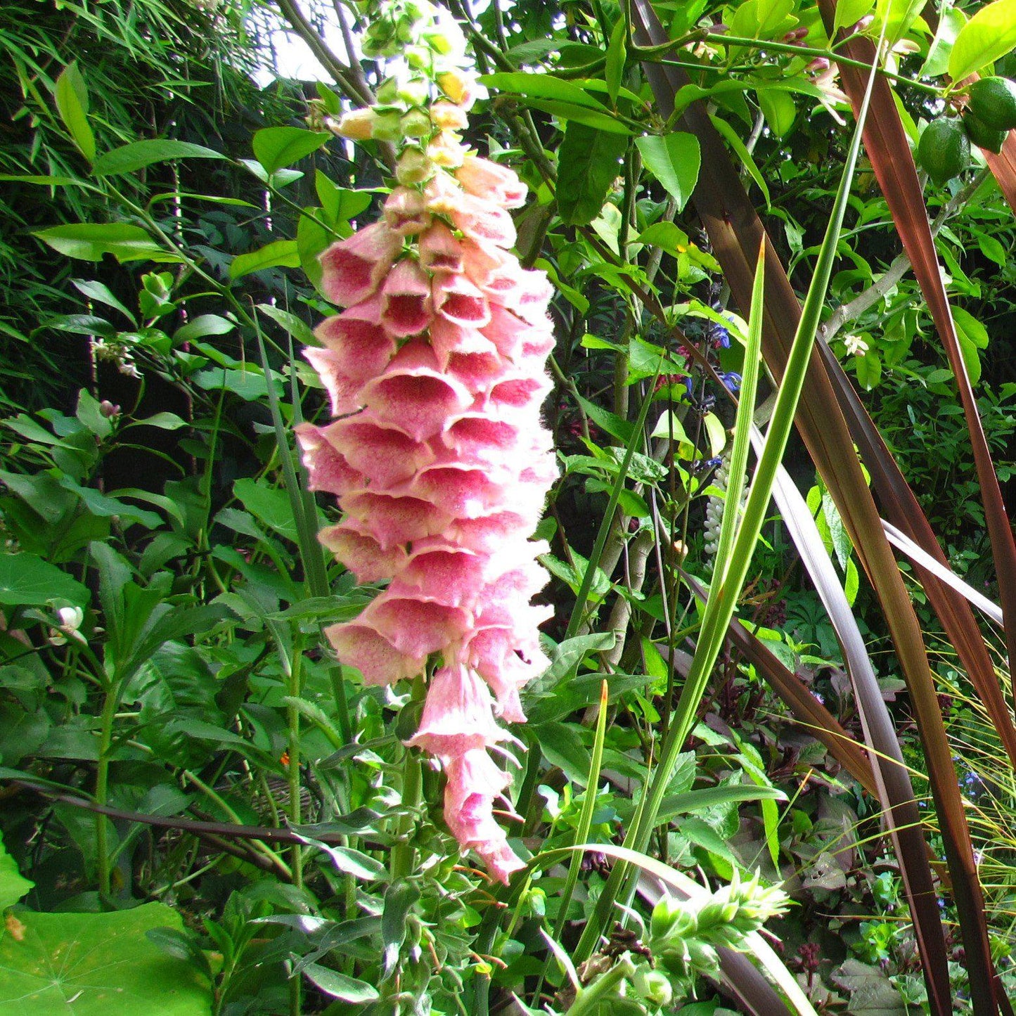 Digitalis x mertonensis - Strawberry Foxglove