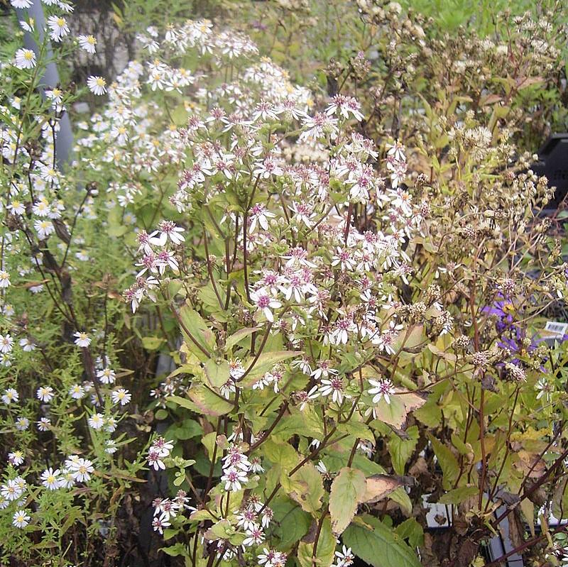 Aster divaricatus - White Wood Aster