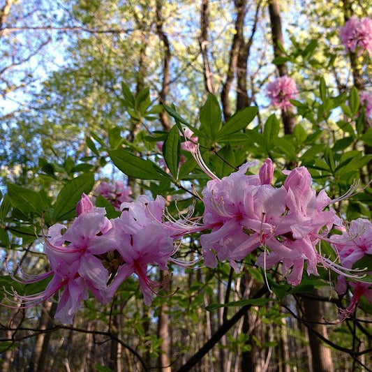 Azalea periclymenoides - Pinxterbloom Azalea