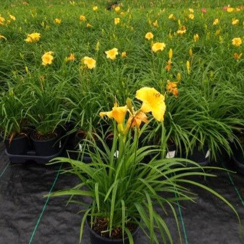 Hemerocallis - Apricot Sparkles Daylily