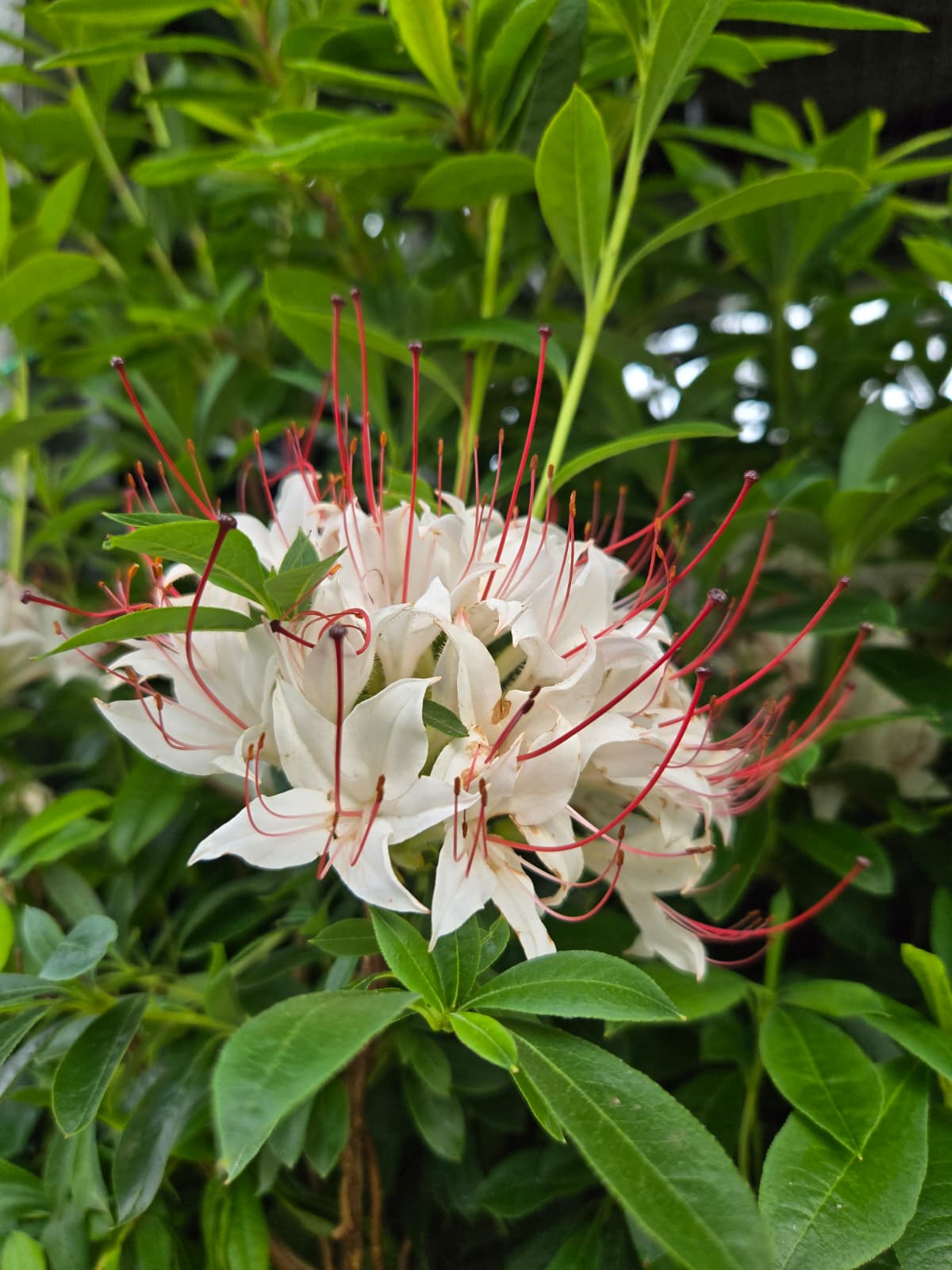 Azalea arborescens - Sweet Azalea