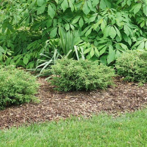 Juniperus communis - Tortuga® Juniper