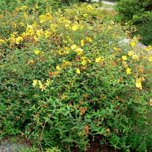 Hypericum patulum - Hidcote St. John's Wort