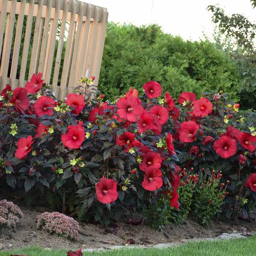 Hibiscus - Summerific® Holy Grail Hibiscus
