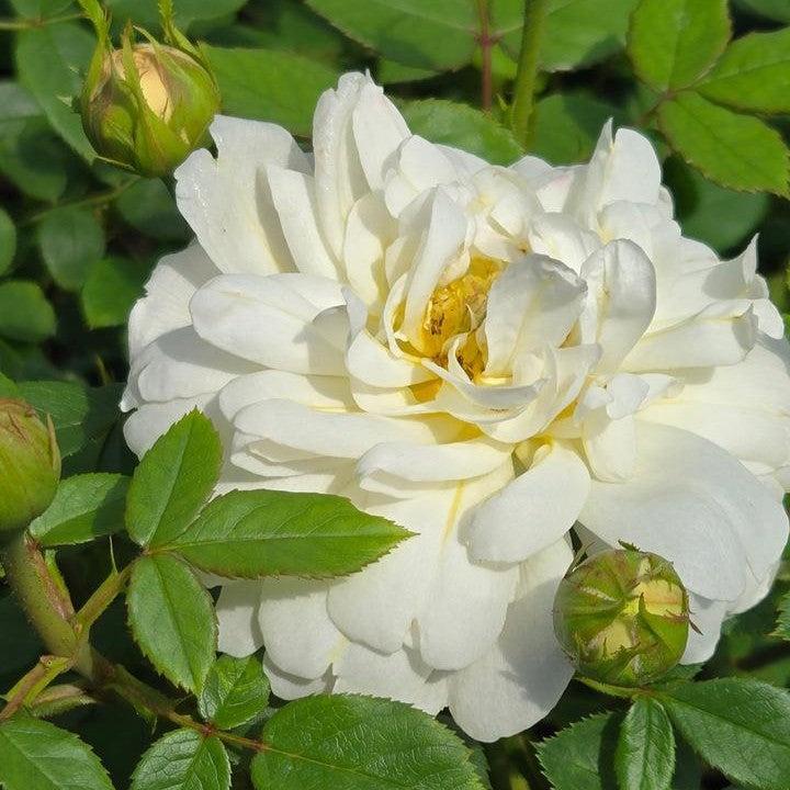 Rosa - Nye Bevan™ Rose