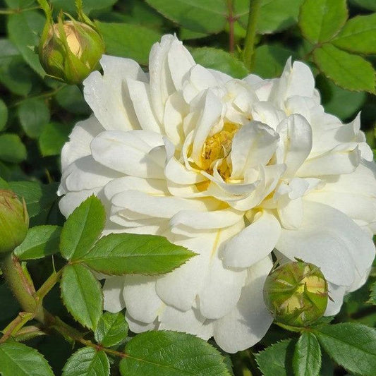 Rosa - Nye Bevan™ Rose