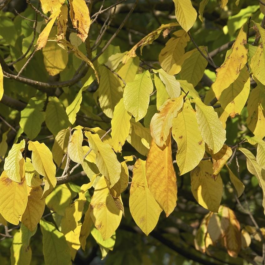 Asimina triloba - Common Pawpaw, Tall Pawpaw