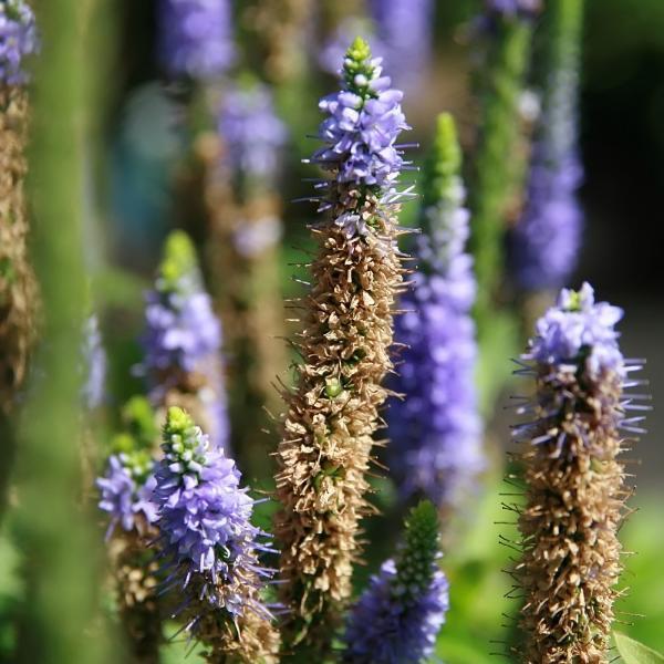 Veronica spicata 'Glory' - Royal Candles Speedwell