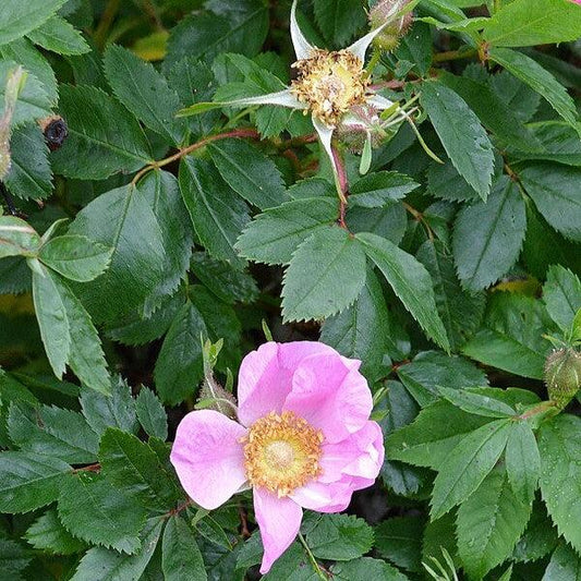 Rosa virginiana - Virginia Rose