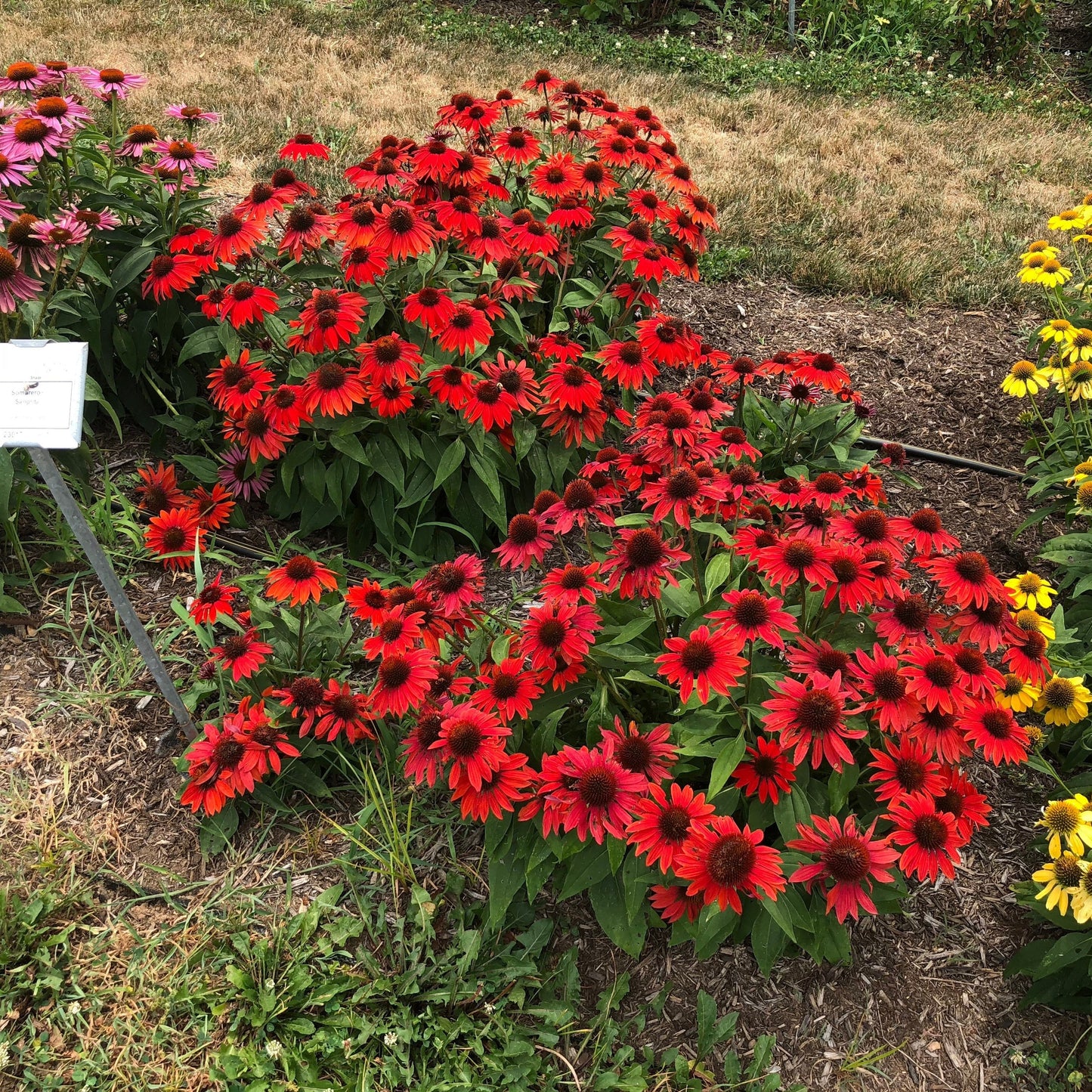 Echinacea x - Sombrero® Sangrita Coneflower