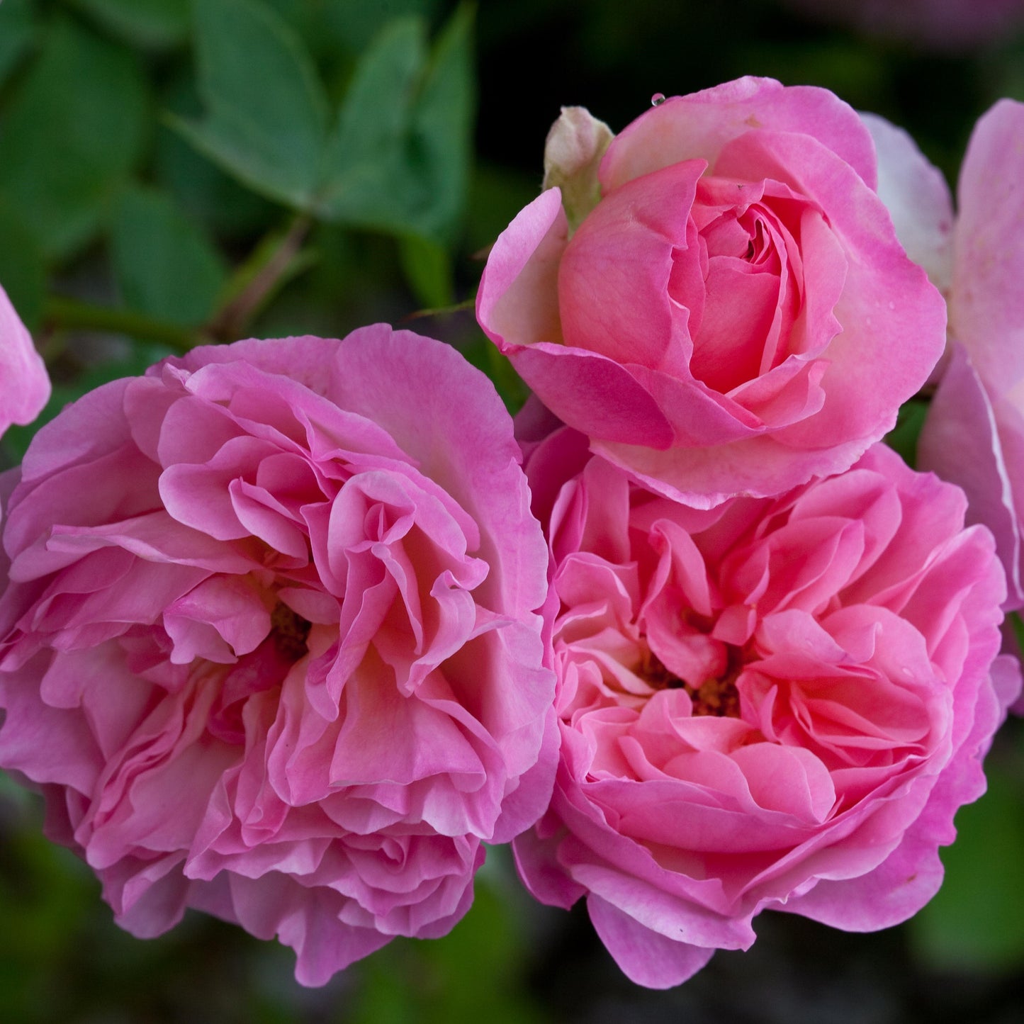 Rosa - Harlow Carr Rose