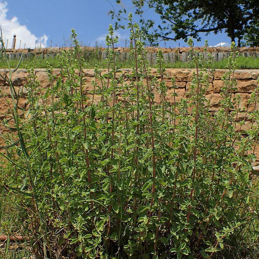 Origanum vulgare subsp. hirtum - Greek Oregano