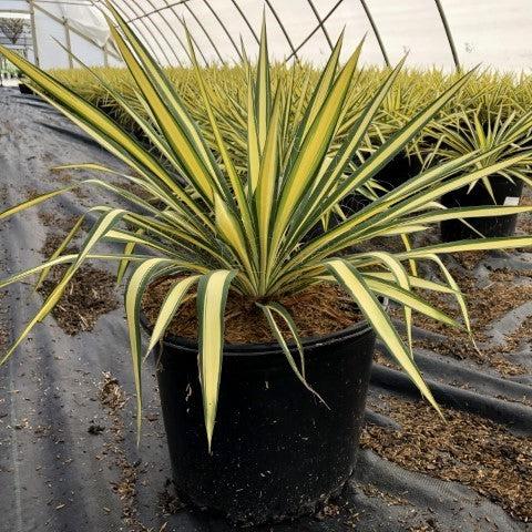 Yucca filamentosa - Color Guard Adam's Needle