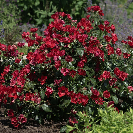 Rosa - Scarlet Drift® Rose