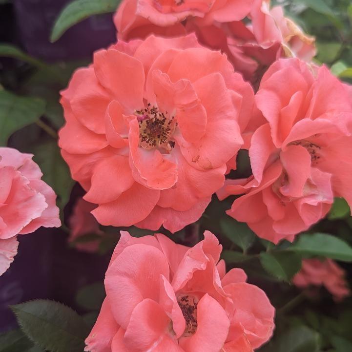Rosa - First Editions® Patriot Dream Rose