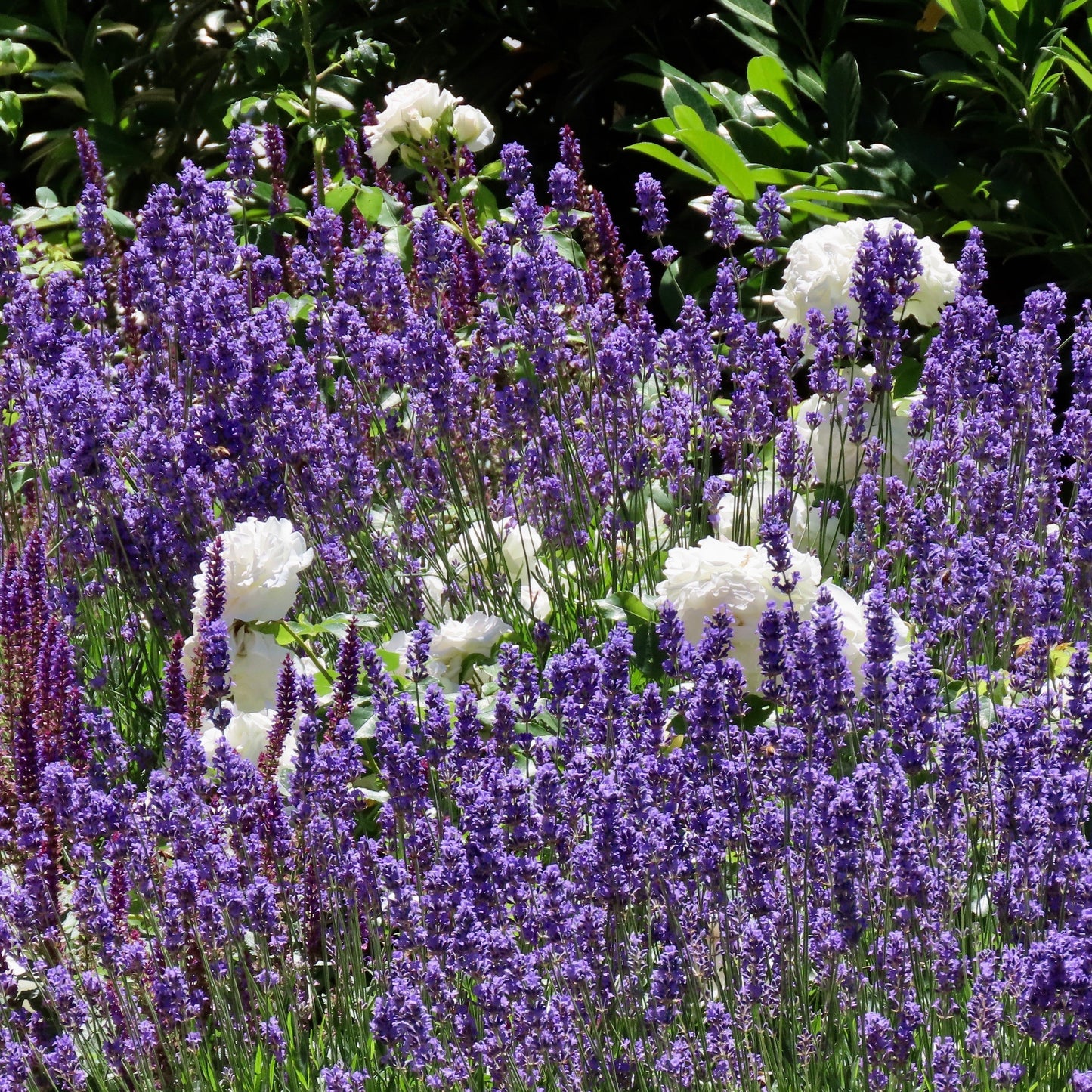 Salvia x sylvestris 'DSALRS203’ - Sallyrosa™ April Night Meadow Sage