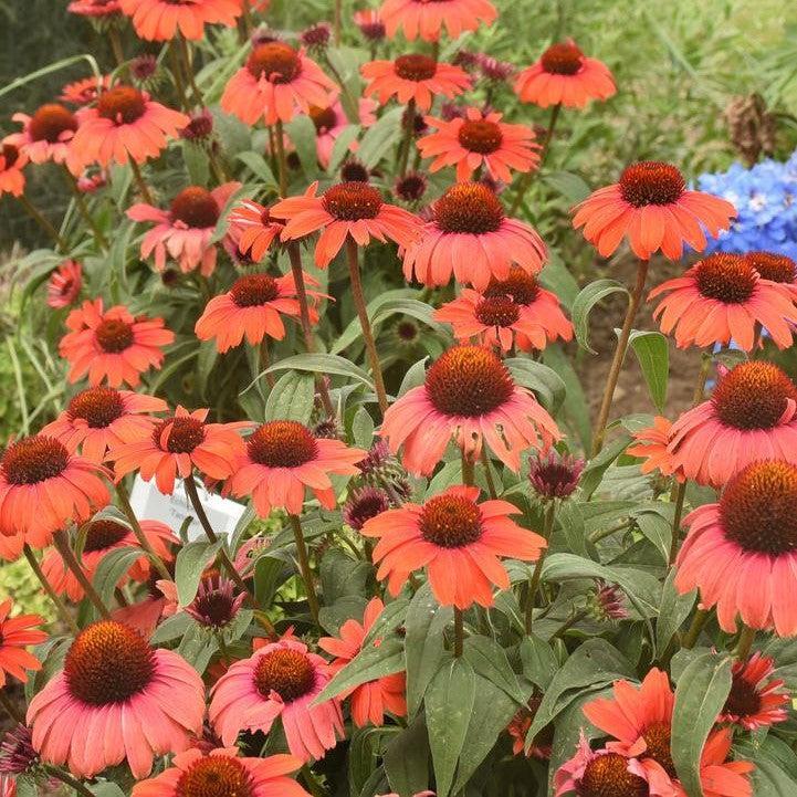 Echinacea purpurea - Eye-catcher™ Tanager Echinacea