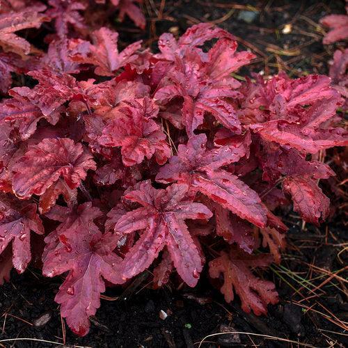 Heuchera - PW® Fun and Games® Red Rover Coral Bells