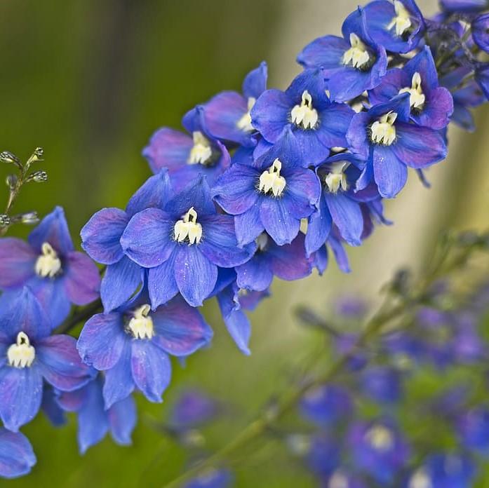 Delphinium elatum - Guardian Blue Delphinium