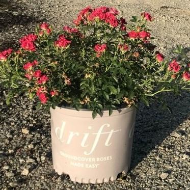 Rosa - Red Drift® Rose