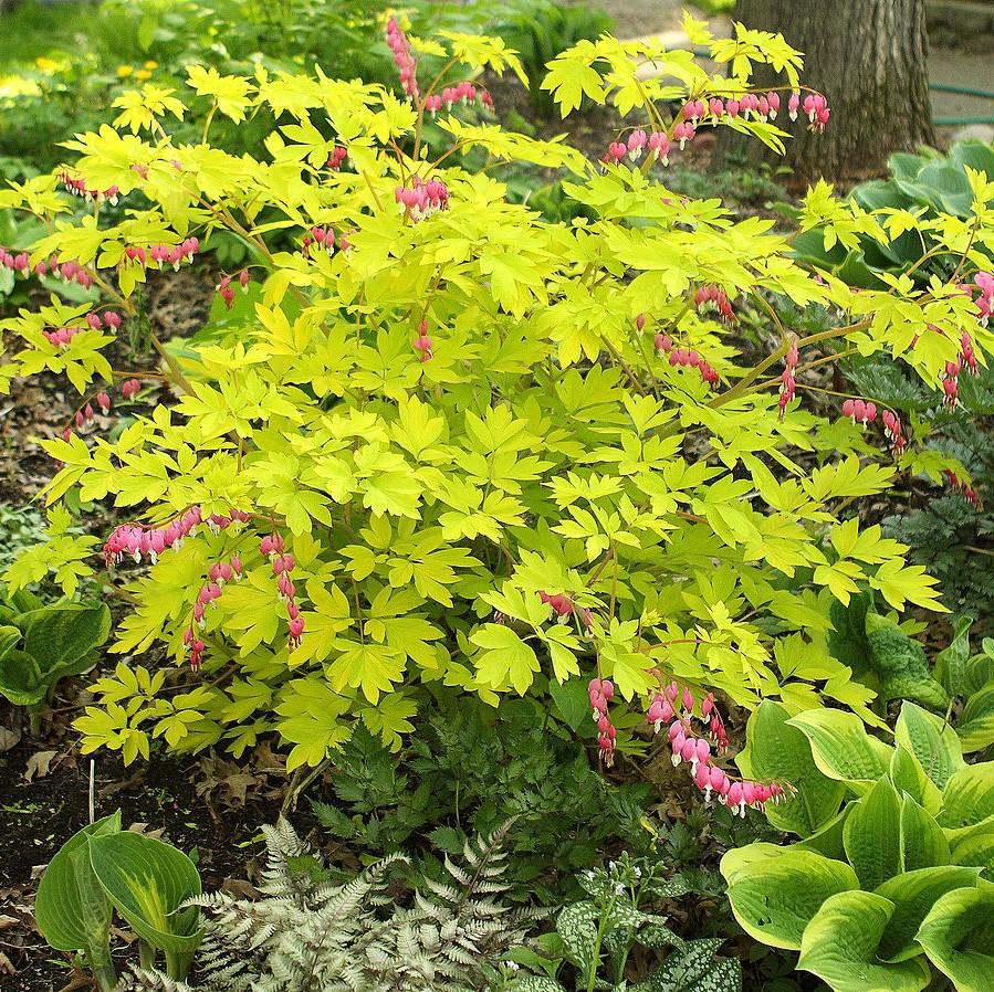 Dicentra spectabilis - Gold Heart Bleeding Heart