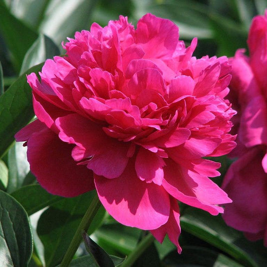 Paeonia lactiflora - Kansas Peony