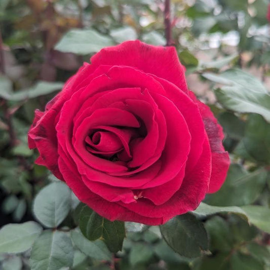 Rosa - Mister Lincoln Rose