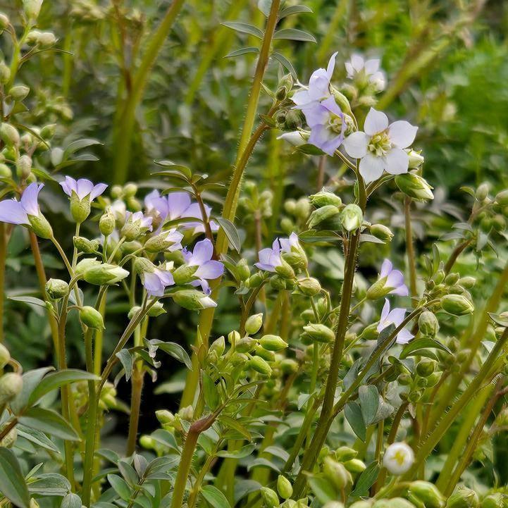 Polemonium reptans - Jacob's Ladder