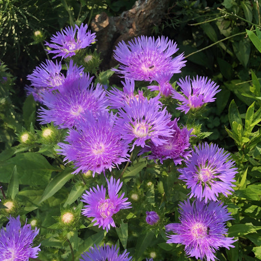 Stokesia laevis - Mel's Blue Stokes' Aster