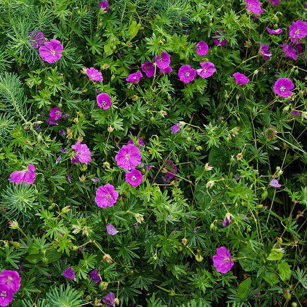 Geranium sanguineum - New Hampshire Purple Geranium
