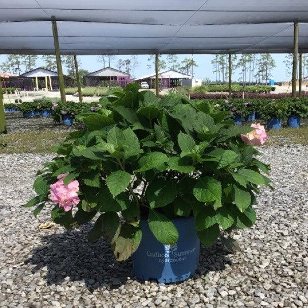 Hydrangea macrophylla - Endless Summer® Blushing Bride® Hydrangea