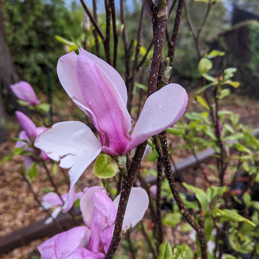 Magnolia x soulangiana - Saucer 'Jane' Magnolia