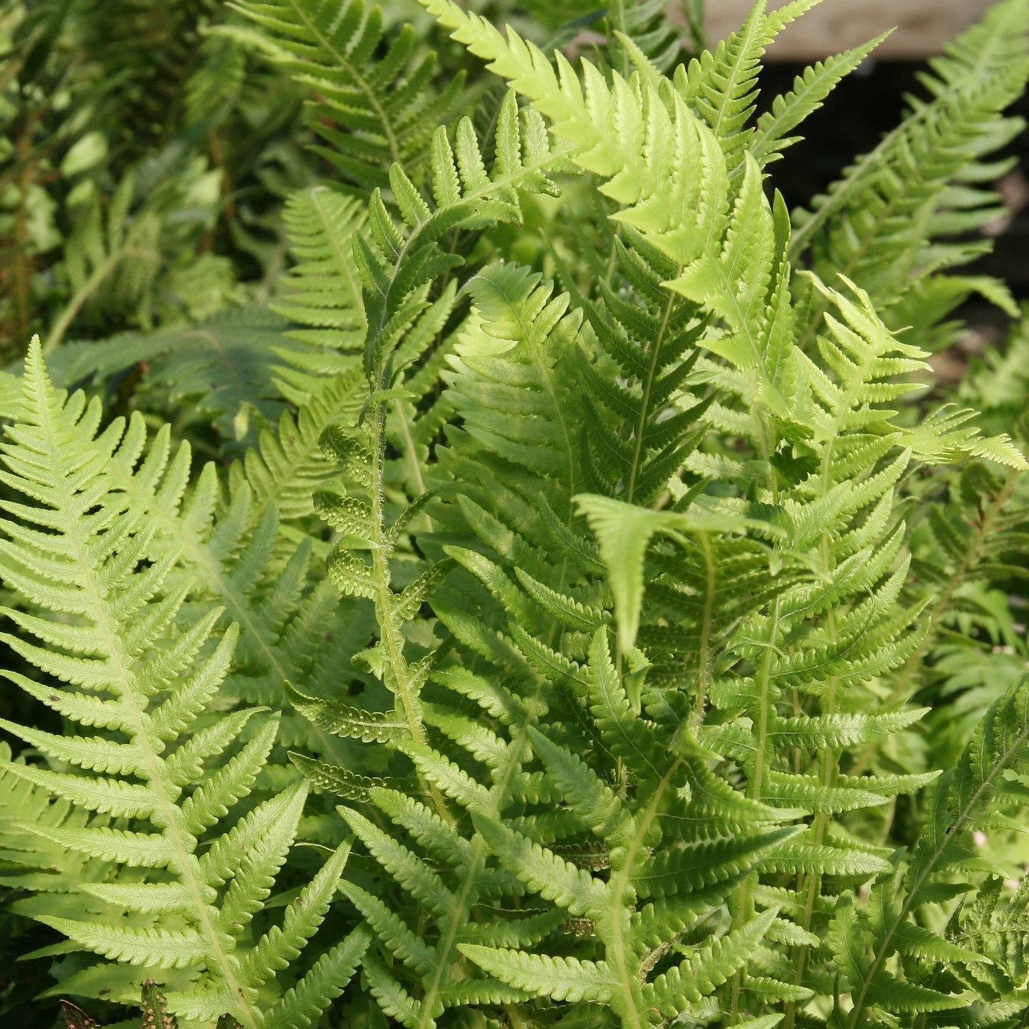 Thelypteris decursive-pinnata - Japanese Beech Fern
