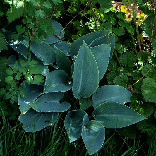 Hosta - Halcyon Hosta