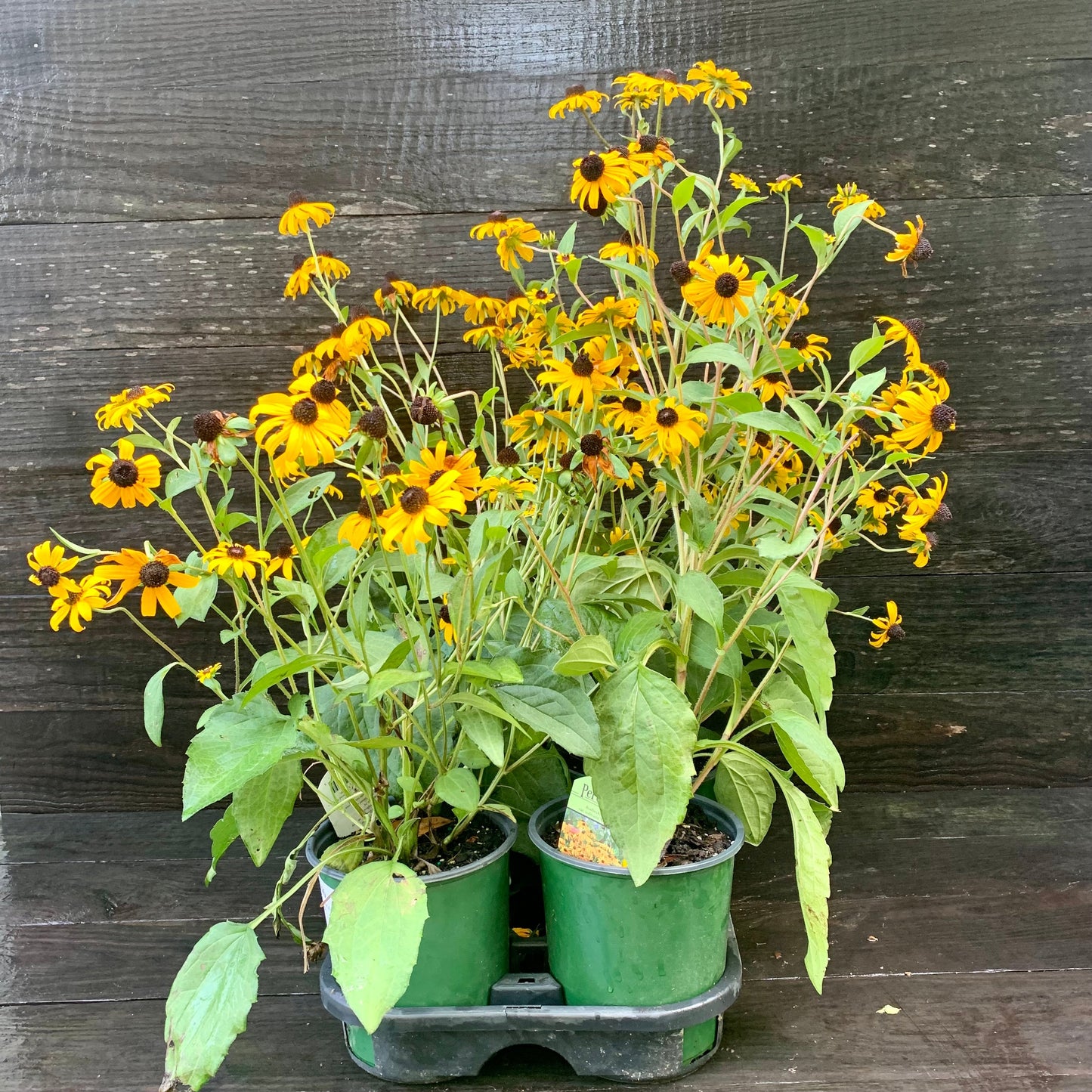 Rudbeckia fulgida 'Goldsturm' - Black-Eyed Susan