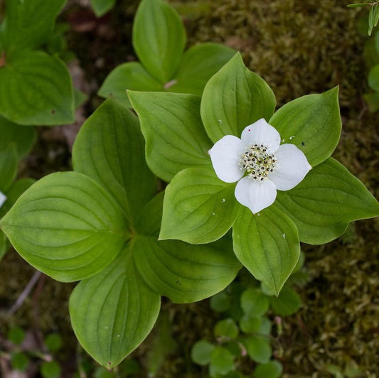 Cornus canadensis - Creeping Dogwood