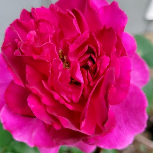 Rosa x - Showpiece™ Berry Rose
