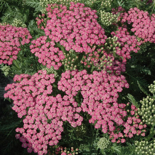 Achillea millefolium - Pink Grapefruit Yarrow