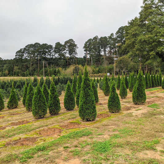 Thuja occidentalis 'Smaragd' - Emerald Green Arborvitae