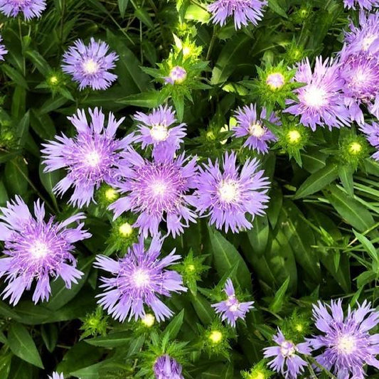 Stokesia laevis - Peachie's Pick Stoke's Aster