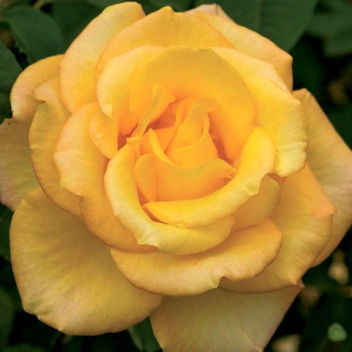 Rosa - Gold Medal® Rose