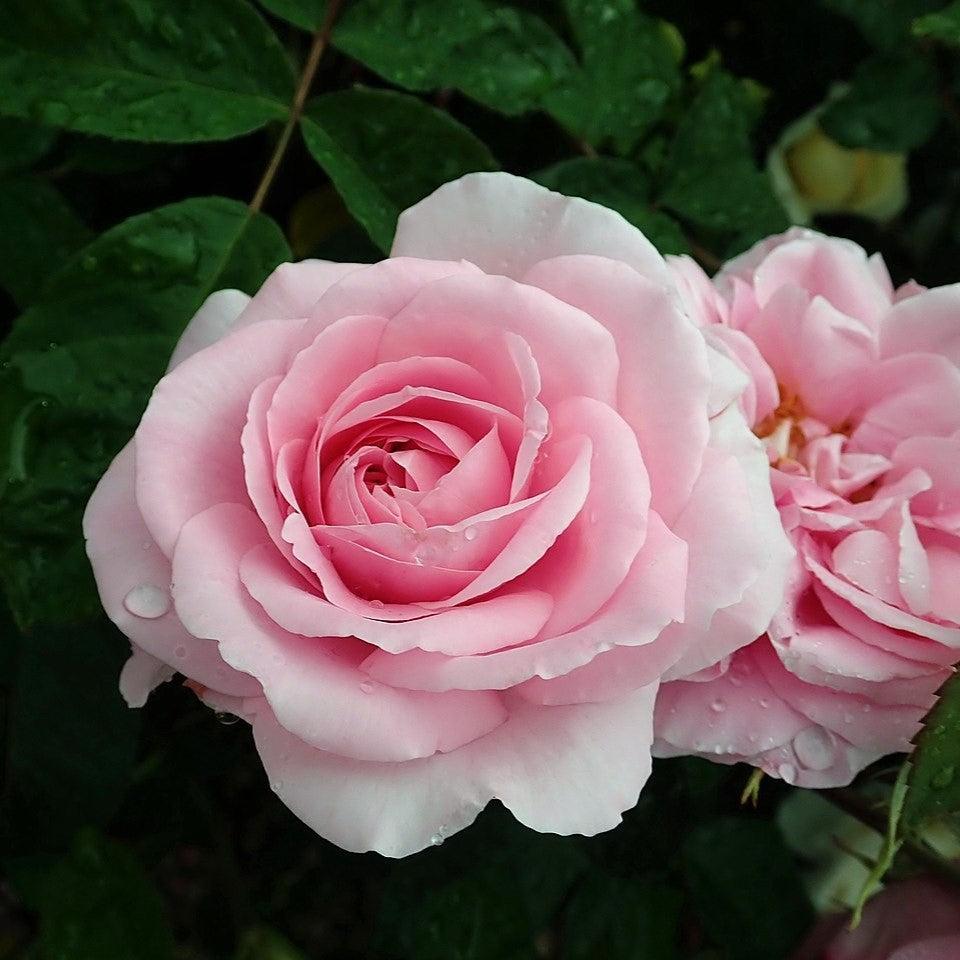 Rosa - Gertrude Jekyll® Rose