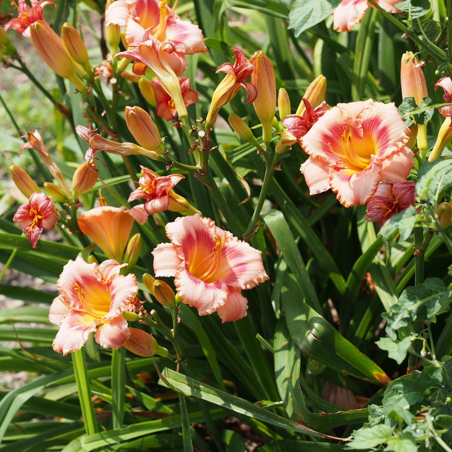 Hemerocallis - Strawberry Candy Daylily