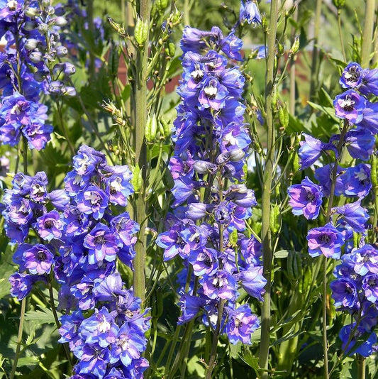 Delphinium elatum - Guardian Blue Delphinium