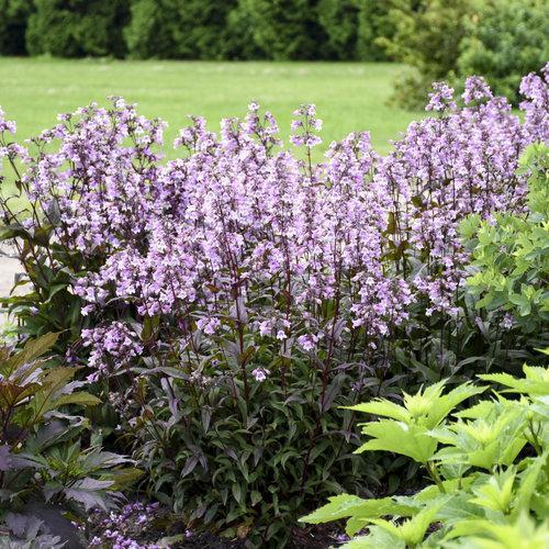 Penstemon ‘Midnight Masquerade’ - Midnight Masquerade Beardtongue