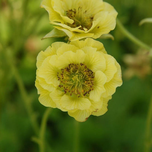 Geum - Cocktails™ Banana Daiquiri Avens