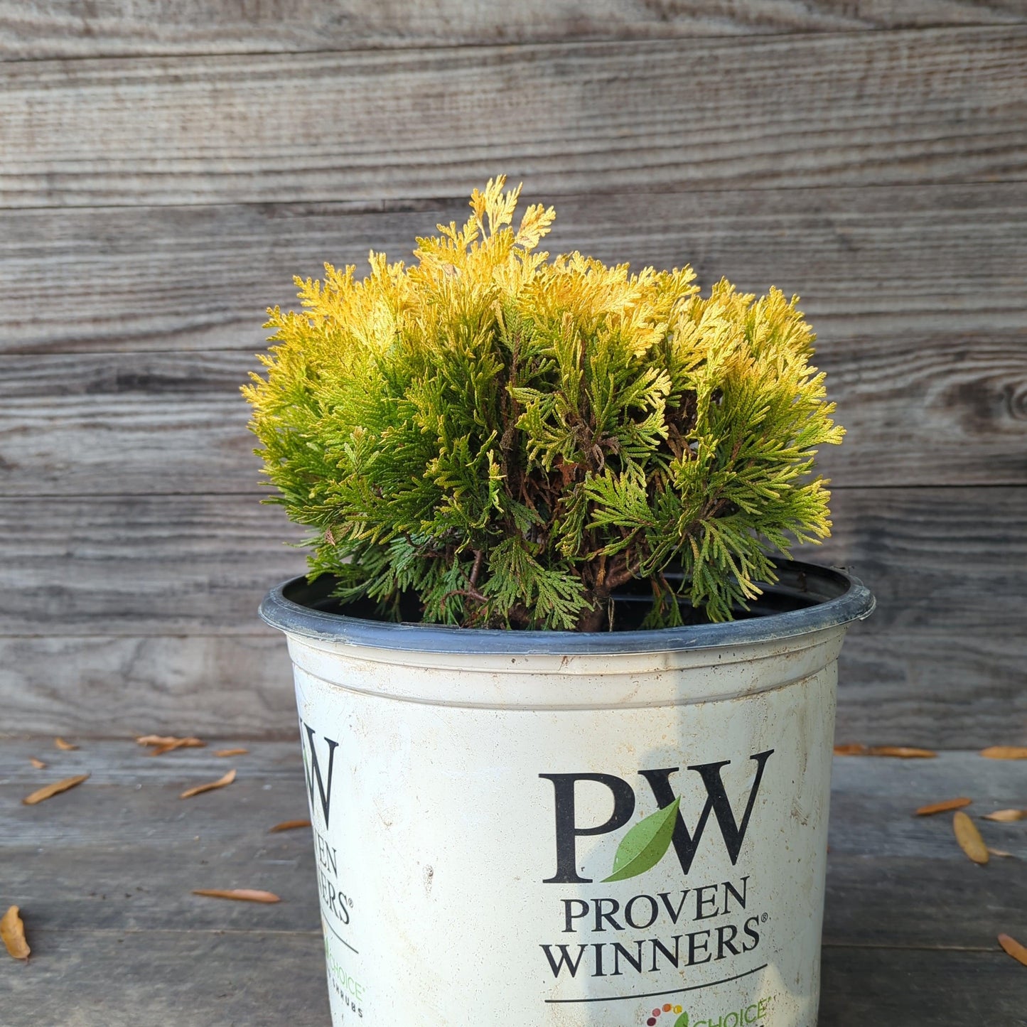 Thuja occidentalis - Anna's Magic Ball® Arborvitae