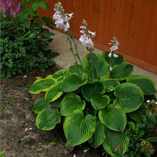 Hosta 'Frances Williams'